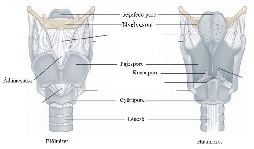 A gége (larynx) felépítése LÉGCSŐ: C alakú porcok merev,