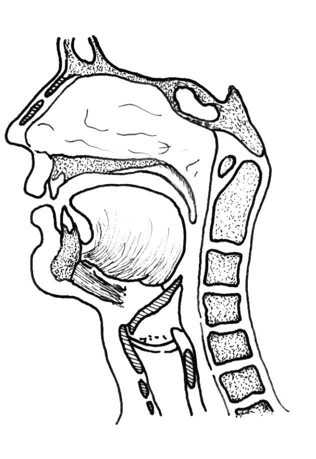 A toldalékcső / artikulációs csatorna / vokális traktus / szupraglottális üregrendszer a hangszalagoktól a száj- és
