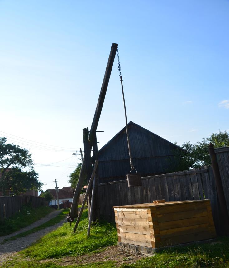 fenyőfák a