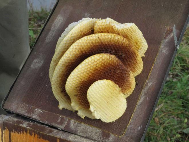 Ha az odút évközben méhek vagy darazsak foglalták el, ezek fészkének eltávolítása