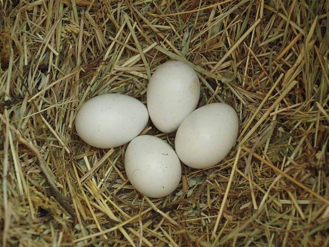 Az utolsó tojás lerakása után a hím általában átveszi a kotlást. A fiókák 18-19 nap alatt kelnek ki a tojásból.
