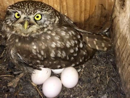 Vörös vércse (Falco tinnunculus) Átlagos tojásméret: 39 x 31 mm Leggyakoribb sólyomféle ragadozómadarunk.