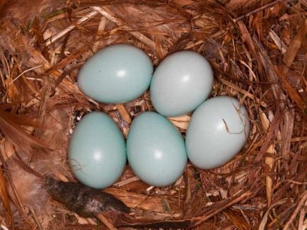 Seregély (Sturnus vulgaris) Átlagos tojásméret: 30 x 21 mm Egyik leggyakoribb fészkelő madárfajunk, fákkal tarkított