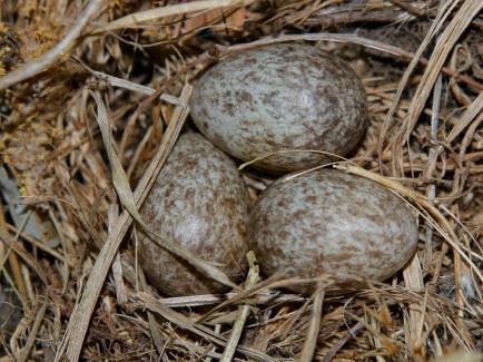 Fotó: Nagy Csaba Fotó: Nagy Csaba Fotó: Nagy Csaba Mezei veréb (Passer montanus) Átlagos tojásméret: 19 x 14 mm Közeli