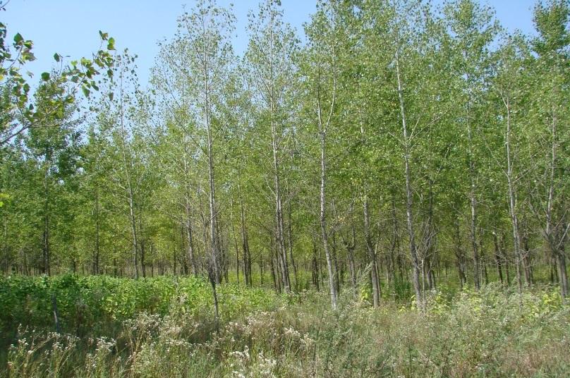 ) ültetvények, energiaerdők, amelyek energetikai célú felhasználásra ültetett erdőterületek.