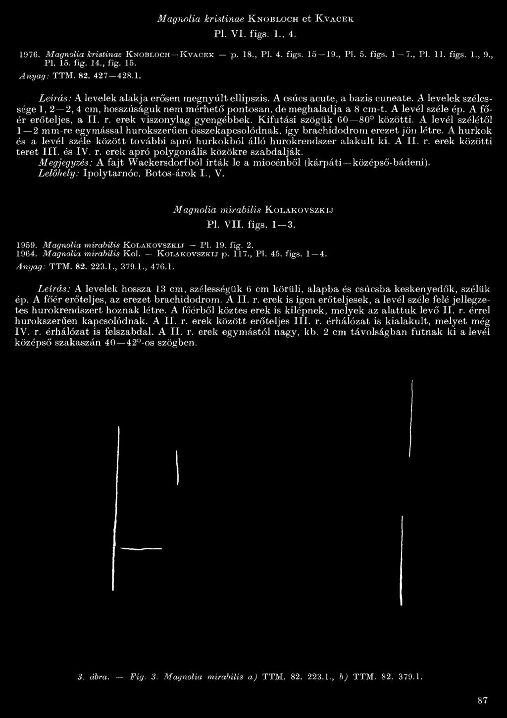 A levél széle ép. A főér erőteljes, a II. r. erek viszonylag gyengébbek. Kifutási szögük 60 80 közötti.