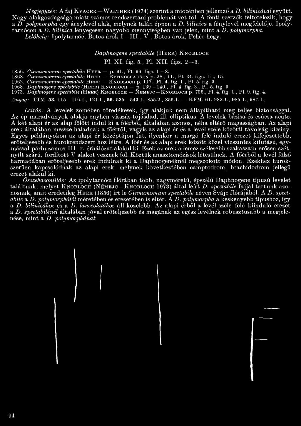 bilinica lényegesen nagyobb mennyiségben van jelen, mint a D. polymorpha. Lelőhely: Ipolytarnóe, Botos-árok I III., V., Botos-árok, Fehér-hegy. Daphnogene spectabile (Heer) K uobloch Pl. X I. fig. 5.