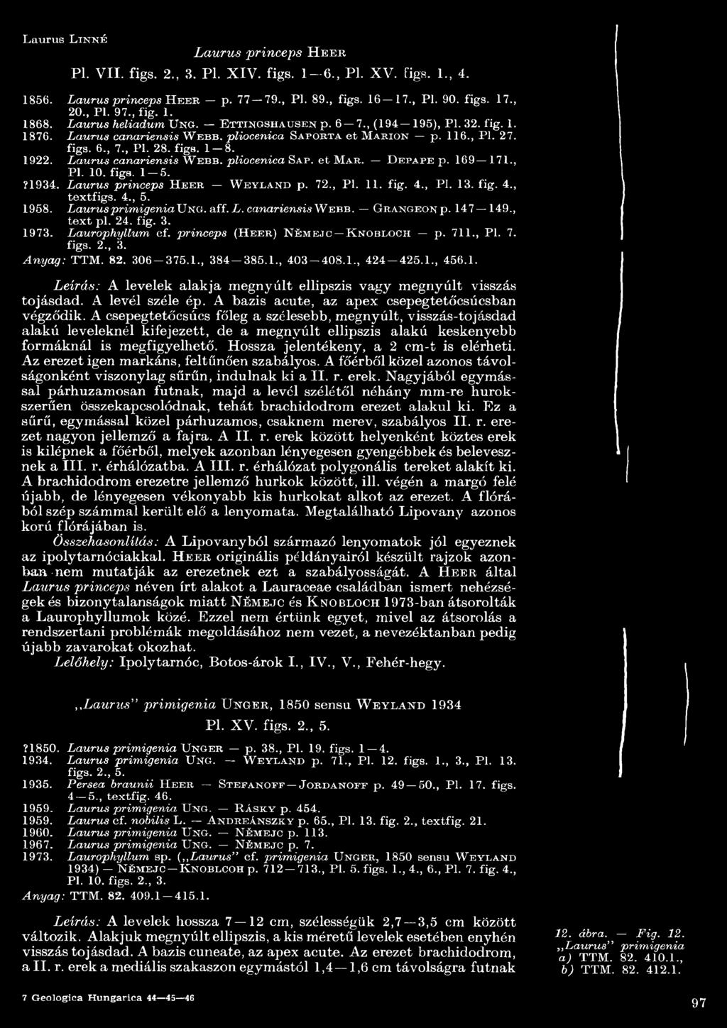 Laurus canariensis W e b b. pliocenica Sa p. e t M a e,. D e p a p e p. 69 7., Pl. 0. figs. 5. 7934. Laurus princeps H e e r W e y l a n d p. 72., Pl.. fig. 4., Pl. 3. fig. 4., textfigs. 4., 5. 958.