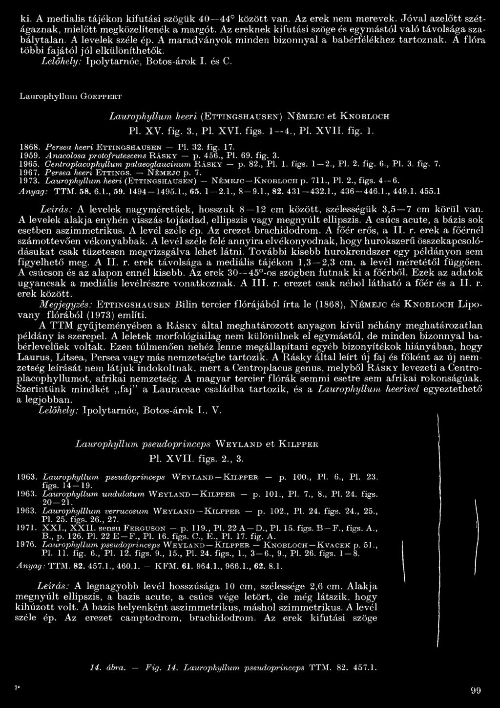 Lelőhely: Ipolytarnóc, Botos-árok I. és C. Laurophyllum G o e p p e r t Laurophyllum heeri (Ettingshausen-) N émejc et K nobloch Pl. XV. fig. 3., Pl. XVI. figs. 4., Pl. XVII. fig.. 8 6 8.