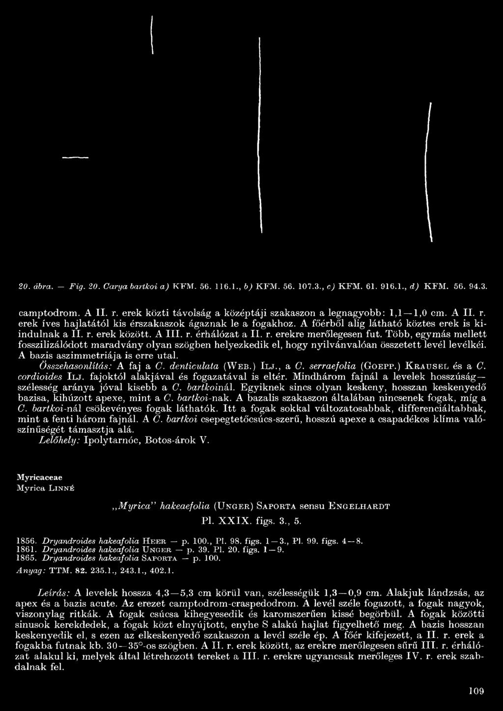 Több, egymás mellett fosszilizálódott maradvány olyan szögben helyezkedik el, hogy nyilvánvalóan összetett levél levélkéi. A bázis aszimmetriája is erre utal. Összehasonlítás: A faj a C.