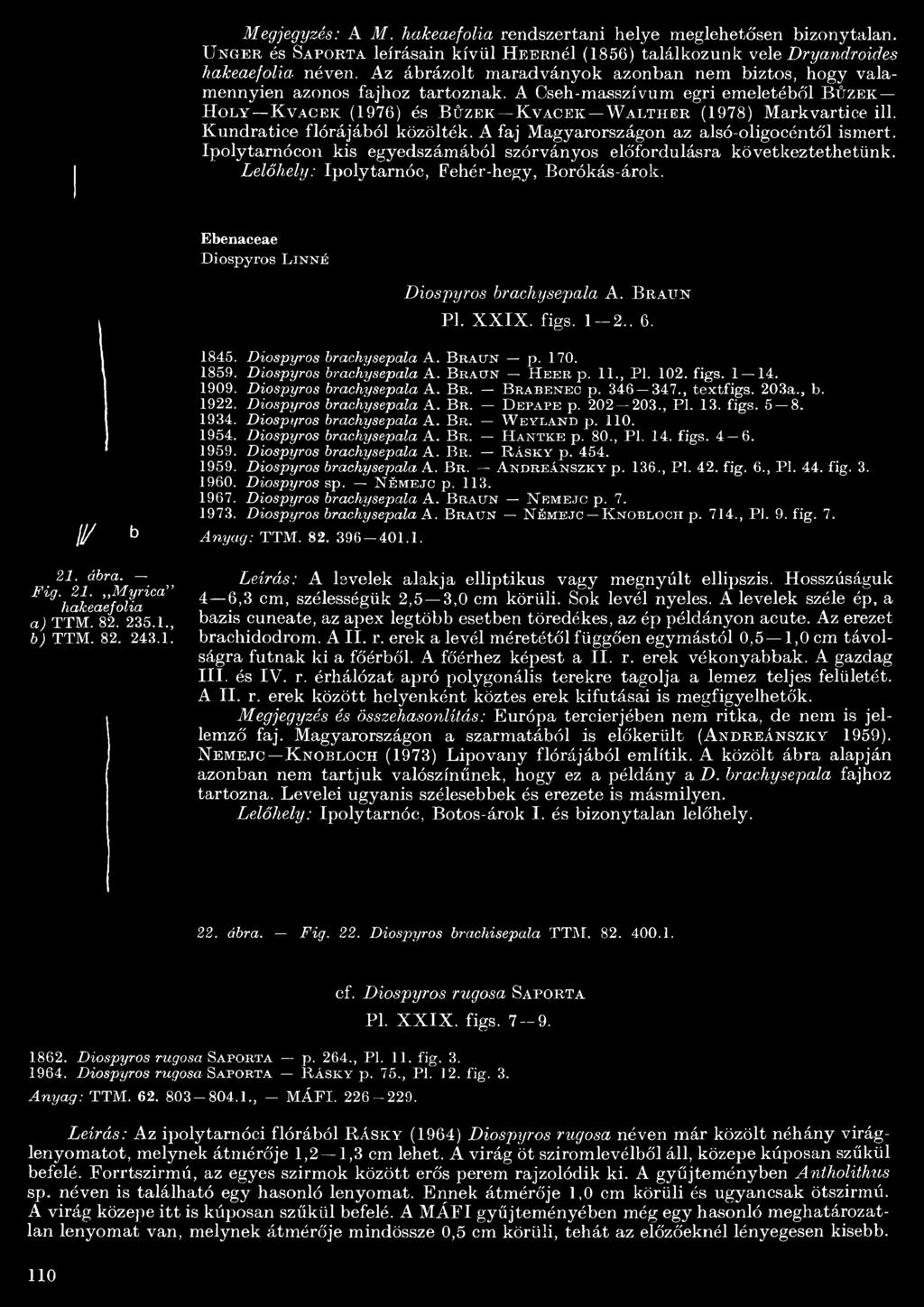 A Cseh-masszívum egri emeletéből B ű z e k H o l y K v a c e k (976) és B ű z e k -K v a c e k W a l t h e r (978) Markvartice ill. Kundratice flórájából közölték.
