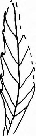 V ь Ebenaceae Diospyros L in n é Diospyros brachysepala A. B raltn Pl. X X IX. figs. -2.. 6. 845. Diospyros brachysepala A. B r a u n p. 70. 859. Diospyros brachysepala A. B r a u n H e e b p.., P l.