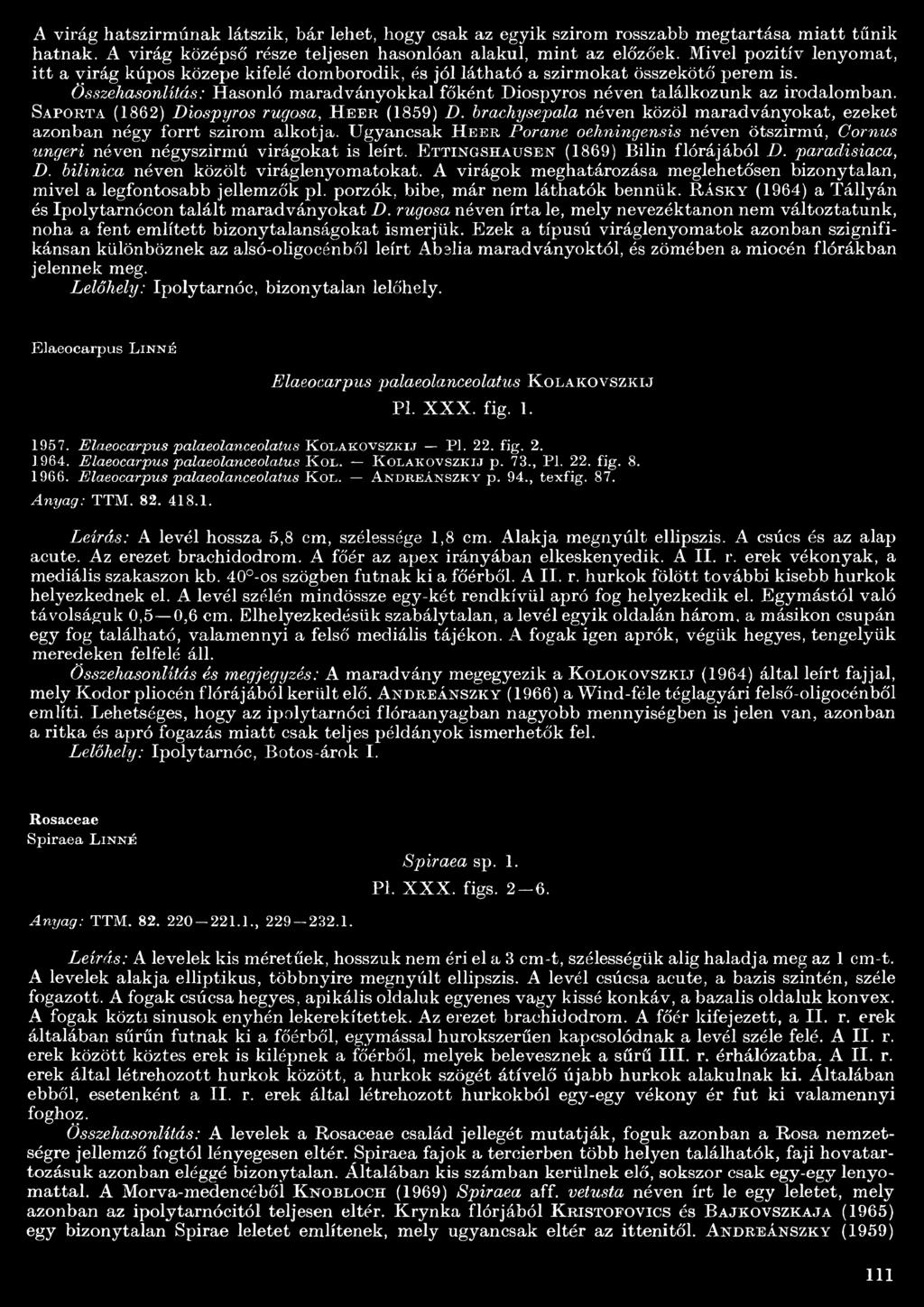 Összehasonlítás: Hasonló maradványokkal főként Diospyros néven találkozunk az irodalomban. Sapo r ta (862) Diospyros rugosa, H e e r (859) D.