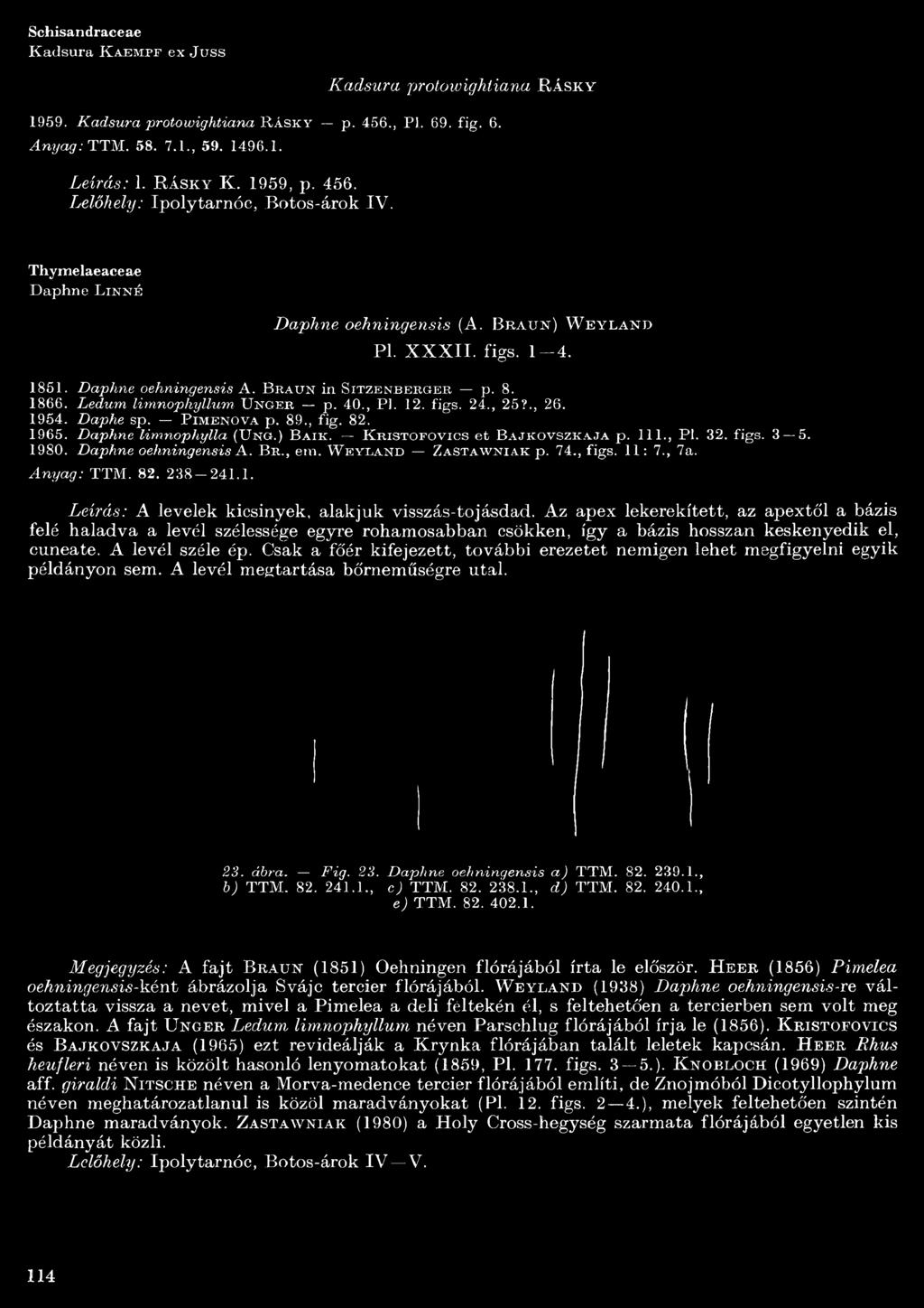 B r a u n in Sit z e n b e r g e r p. 8. 8 6 6. Ledum limnophyllum U n g e r p. 4 0., Pl. 2. fig s. 2 4., 2 5?., 26. 9 5 4. Daphe sp. P im e n o v a p. 8 9., fig. 82. 965. Daphne limnophylla (Uhö.