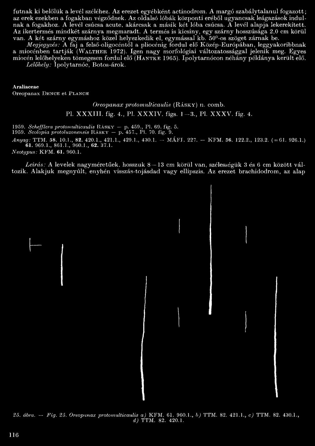 A termés is kicsiny, egy szárny hosszúsága 2,0 cm körül van. A két szárny egymáshoz közel helyezkedik el, egymással kb. 50 -os szöget zárnak be.