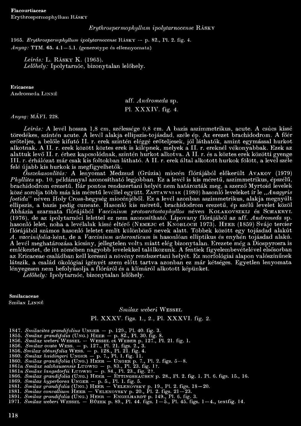 Leírás: A levél hossza,8 cm, szélessége 0,8 cm. A bázis aszimmetrikus, acute. A csúcs kissé töredékes, szintén acute. A levél alakja ellipszis-tojásdad, széle ép. Az erezet brachidodrom.
