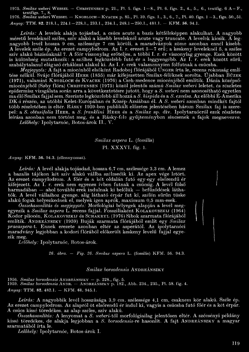 . Leírás: A levelek alakja tojásdad, a csúcs acute a bázis kétféleképpen alakulhat. A nagyobb méretű leveleknél széles, szív alakú a kisebb leveleknél acute vagy truncate. A levelek kicsik.