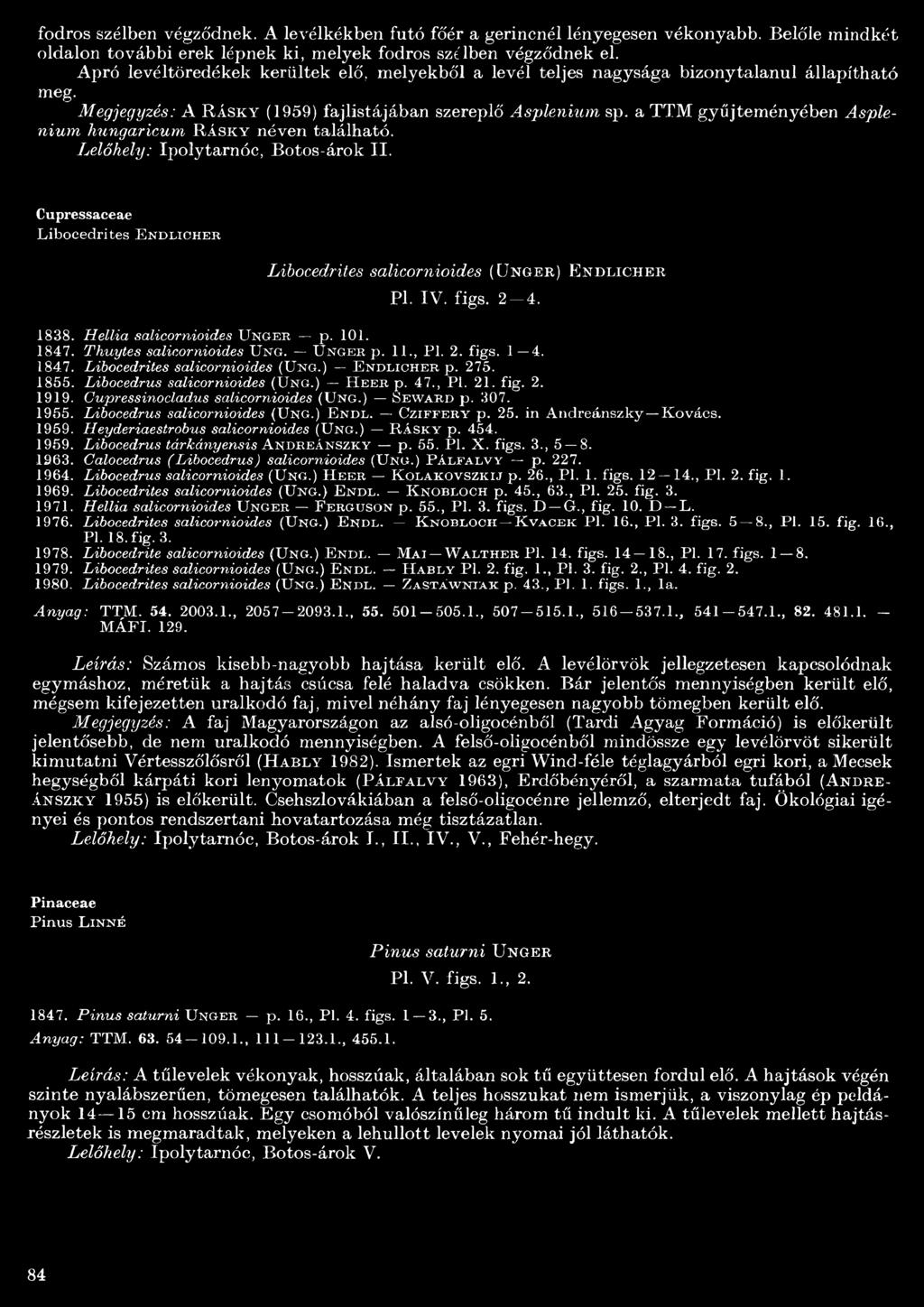 a TTM gyűjteményében Asplénium hungaricum R ásky néven található. Lelőhely: Ipolytarnóc, Botos-árok II. Cupressaceae Libocedrites E n d l ic h e s Libocedrites salicornioides (Unger) Endlicher Pl. IV.
