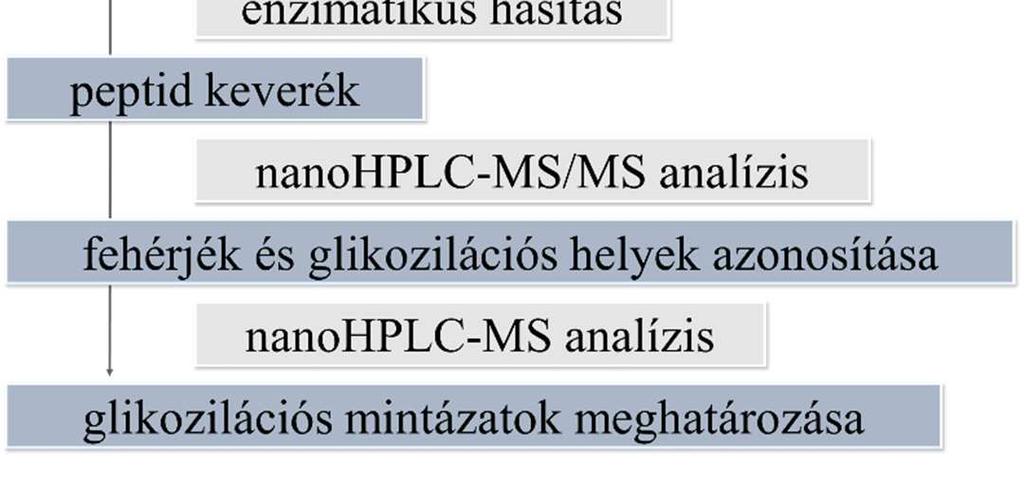 Az így kapott depletált plazmát analitikai méretű fordított fázisú kromatográfiás oszlopon HPLC készülék és UVdetektálás segítségével frakciókra szedtem szét.