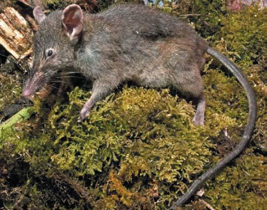 HÍREK, CIKKEK International Pest Control - 2012 november/december,,páratlan, új patkányfajt fedeztek fel Ez a patkányfaj egy új lépést képvisel a rágcsálók fejlõdésében, mivel nem képes