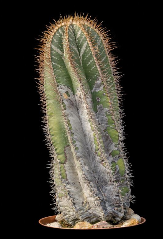 Sárgán és bíborban is virít az ujjhossznyi tövisű kecses Sclerocactus whipplei Hogy melyik taxon lehet ez, legtöbbször nem válnak be a fajtotózók tuti tippjei Kis kardocskákat mereszt minden