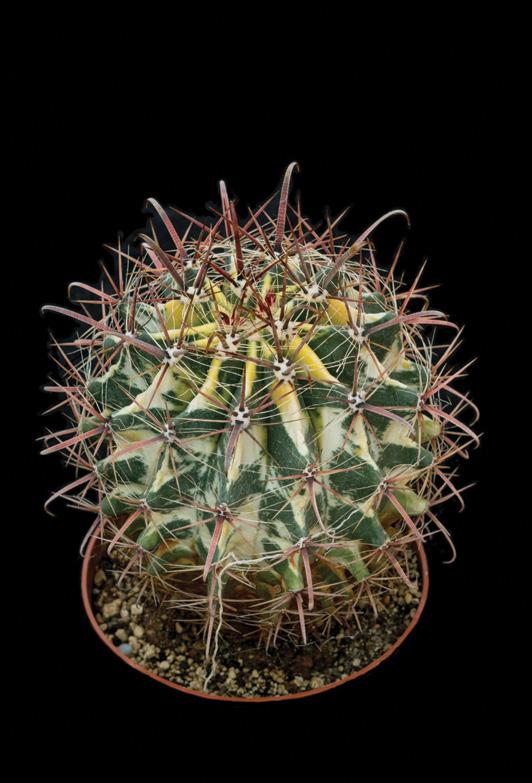 Ágynemű Mi van a fekvő kaktusz alatt? Tűpárna! Borosta Hogy hívják a rövid tövisű kaktusz változatát és a felfedezőjét? Boros-Ta-más! Csúcsélmény Két fakír beszélget.