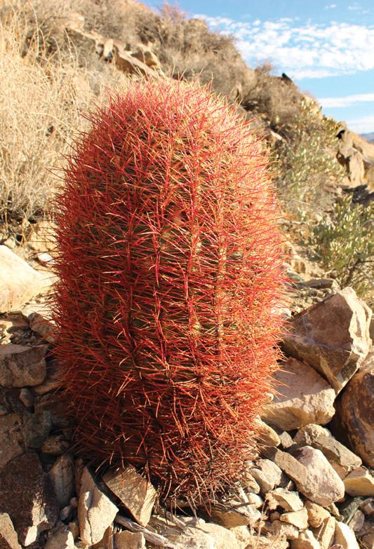 Ferocactus cylindraceus Pinto Basin, CA Fotó: Juhász Gergely Gömbkaktuszok A 2006-ban megjelent Hunt: The New Cactus Lexicon szerint a kaktuszok családja közel 2000 taxont (1438 faj + 378 alfaj)