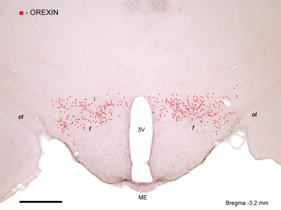 neuropeptidek a nevüket: orexin A és orexin B, a két receptort pedig orexin-1 és orexin- 2 receptornak (OX1R, OX2R) nevezték el.