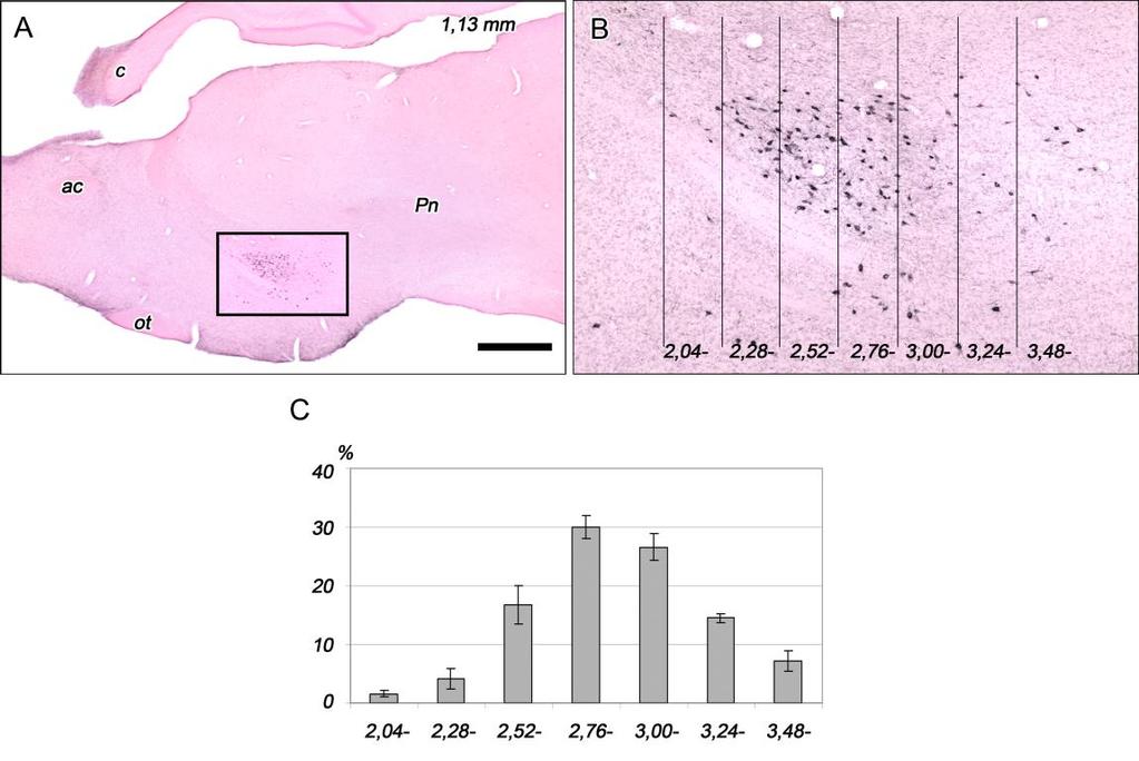 Az orexin-tartalmú neuronális mezőt hét rostrocaudalis síkra osztottuk (7. ábra A-B, 1. táblázat).