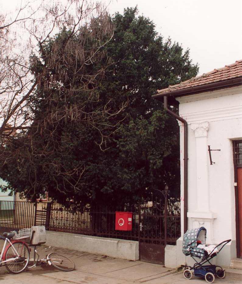 Sorszám: 3. A védendő objektum megnevezése: Tiszafa (Taxus baccata) A vizsgálat ideje: 2002. augusztus Címe: Fegyvernek, Felszabadulás u. 188. Helyrajzi száma: 36/1.