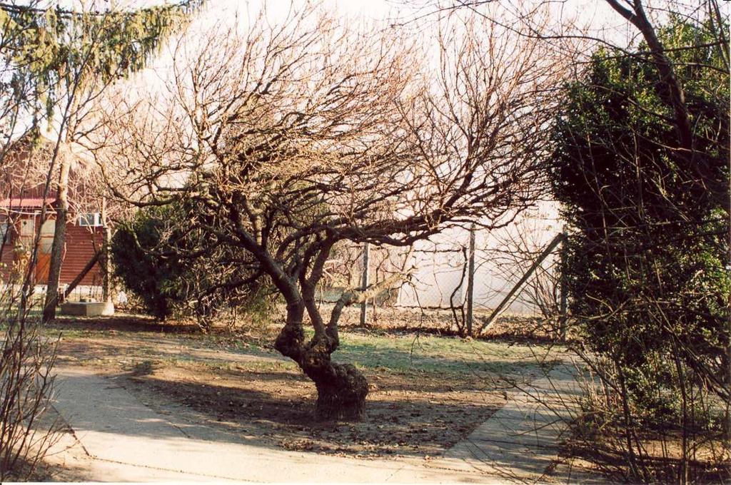 Sorszám: 4. Védendő objektum megnevezése: Fehér eperfa(morus alba fegyvernekiana ) Vizsgálat ideje: 2002. augusztus Címe: Fegyvernek, Felszabadulás u. 167/a. Helyrajzi száma: 177/3.
