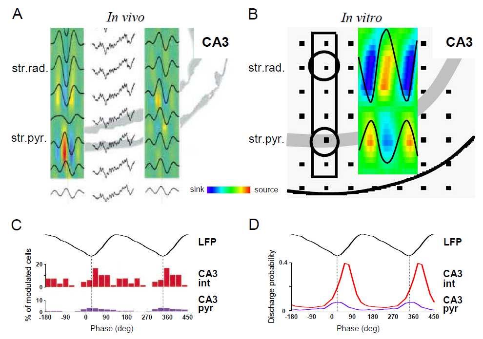 feltételezhetjük, hogy a gamma oszcilláció alatt a piramissejtek a lokális kollaterálisaik révén aktiválják a gátló interneuronokat, amely idegsejtek visszacsatoló módon szabályozzák a piramissejtek