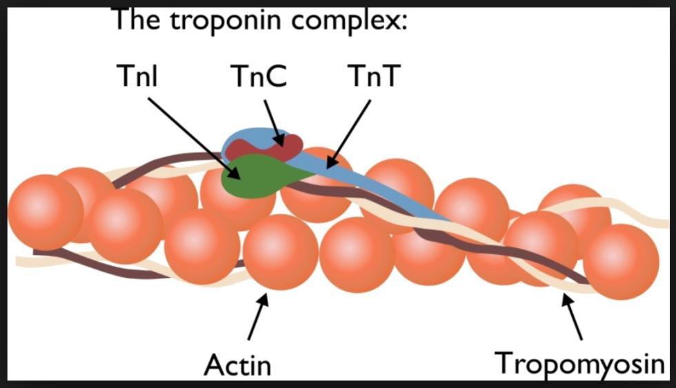 A troponin az excitáció-kontrakció folyamatát befolyásoló miofibilláris vékony filament szabályozó komplexe.