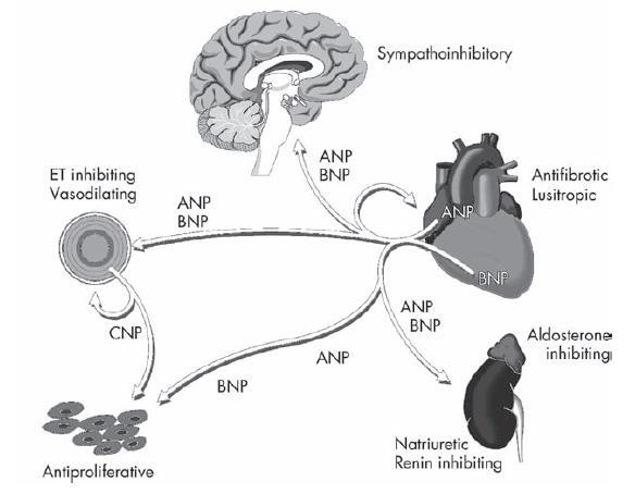 BNP: brain natriuretic peptide A bal kamrában (és pitvarban) termelődő hormon, 32 aminosav, gyűrűs szerkezet A termelődés ingere: nyomás-