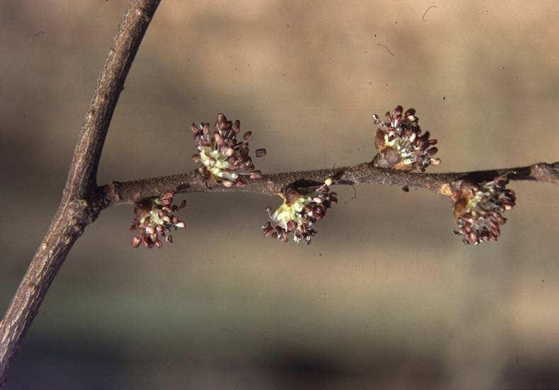 ++ Ulmus procera angol