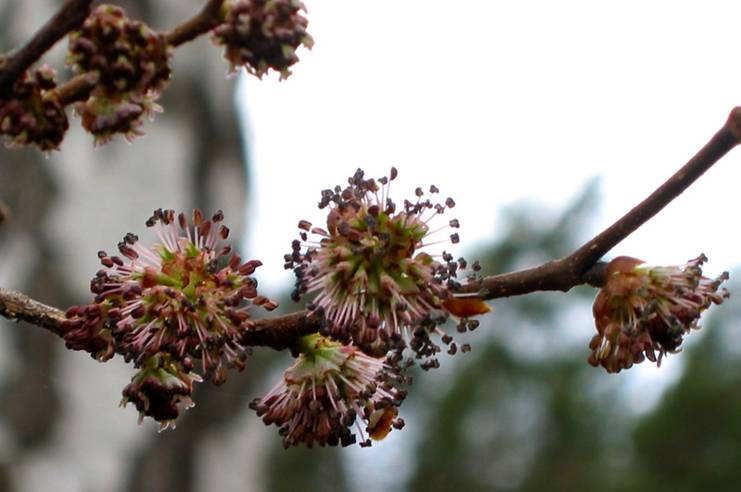 ++ Ulmus glabra (U.