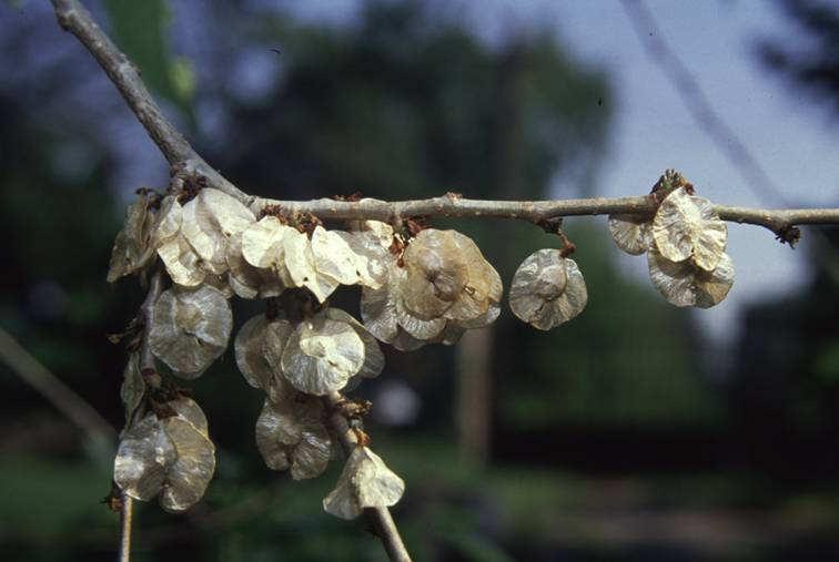 ++ Ulmus pumila var.