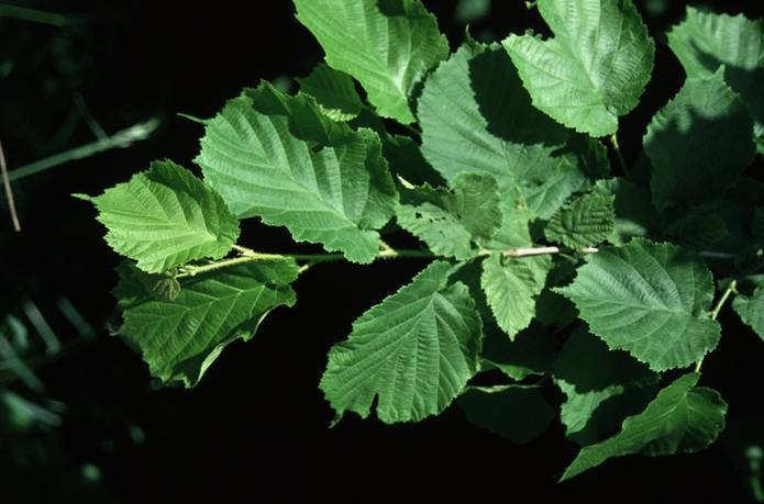 Corylus