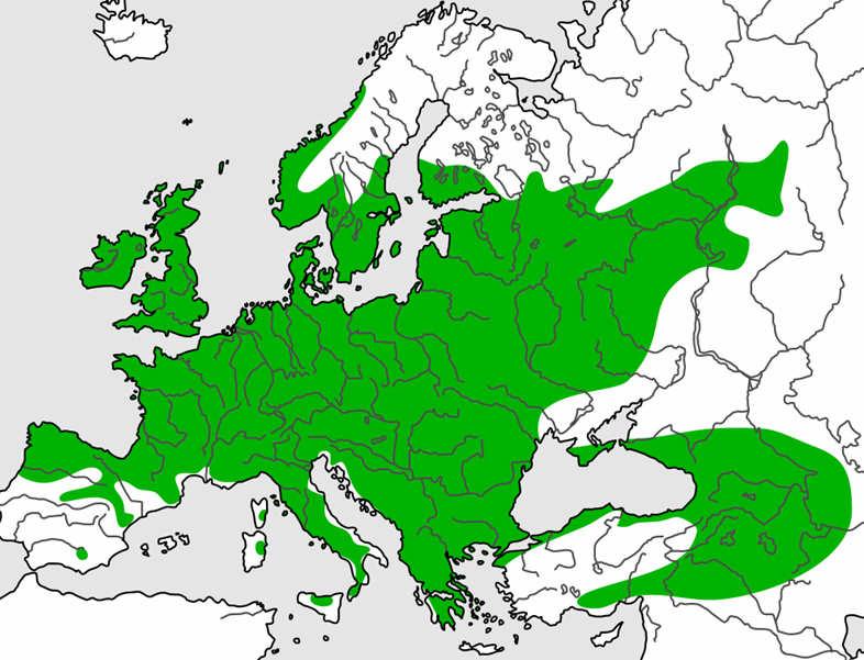 + Corylus avellana