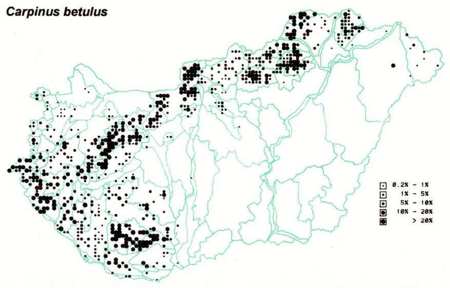 ++ Carpinus betulus