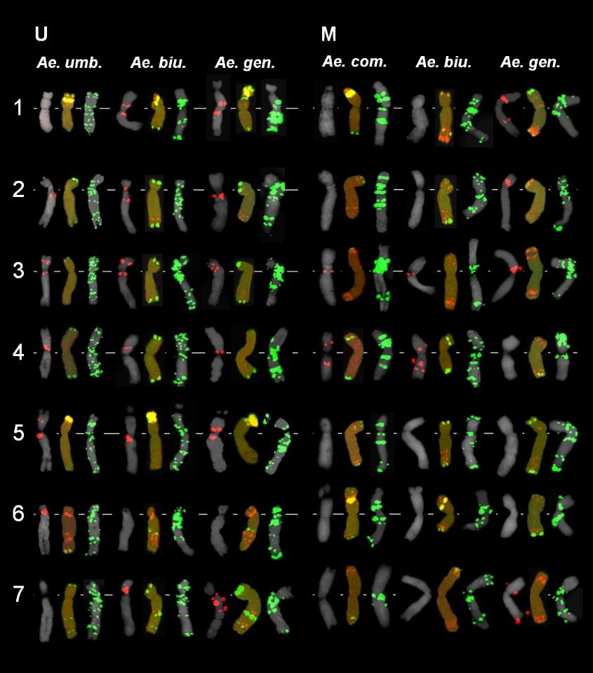 M genomok párhuzamos kimutatását lehetővé tevő genomi in situ hibridizáció (GISH) segítségével 4 Ae. biuncialis genotípusban (TA10058, MvGB377, AE751/82) mutattunk ki 7U b -7M b, valamint két Ae.