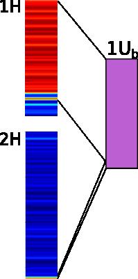 megállapítottuk, hogy az 1U b és 1U kromoszómák szinténikusak az árpa 1H kromoszómával valamint egy rövid fragmenttel a 2H hosszúkar telomer régiójában. Az Ae.