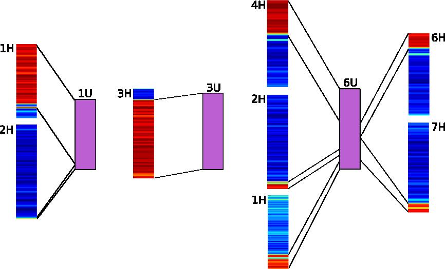 Ezzel ellentétben a jelentős evolúciós átrendeződésen keresztül ment 6U kromoszóma megfelel az 1H, 2H és 7H hosszú karján, a 4H rövid és hosszú karján, valamint a 6H rövid karján található konzervált