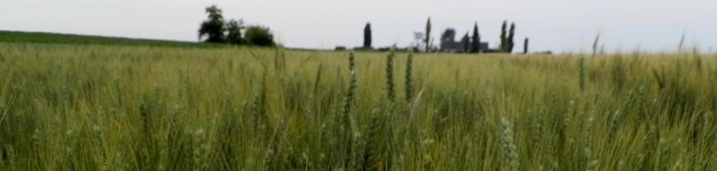 Felsőszentiván Őszi kalászos fajtabemutató 2016.06.10. A Febagro Zrt. a Bács-Kiskun megyei Felsőszentivánon gazdálkodik a környék meghatározó szereplőjeként, magas szinten és nagy területen.