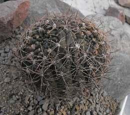 Ilyen dichotómiát nem csak a hajtások mutathatnak, mint a Gymnocalycium megalothelos gibbosum var.