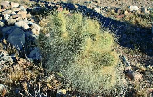 Kiderült, hogy a növény az Opuntia basilaris ENGELM. & J. BIGELOW és az újonnan azonosított Opuntia disploursina STOCK et al. hibridje. Utóbbit az Opuntia erinacea var. ursina (A.