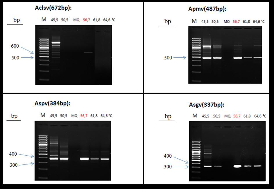 5. ábra A vírusprimerek anellálásához megfelelő hőmérséklet megkeresése: a Gradiens PCR termékeinek elválasztása agaróz gélen. 5.