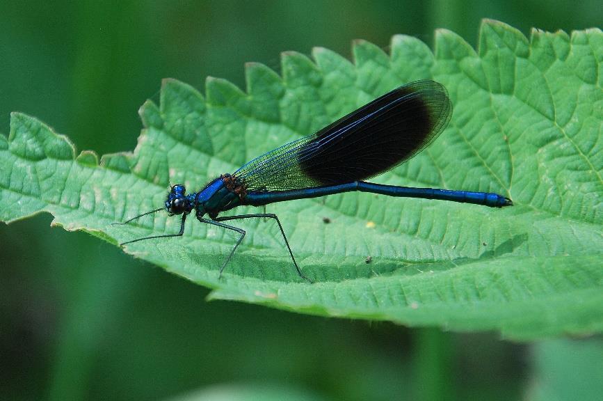 A megfigyelt fajok ZYGOPTERA Calopterygidae Calopteryx splendens (Harris, 1780) Sávos szitakötő Európa és Magyarország egyik legelterjedtebb szitakötőfaja, amely alföldi és dombvidéki, kevéssé