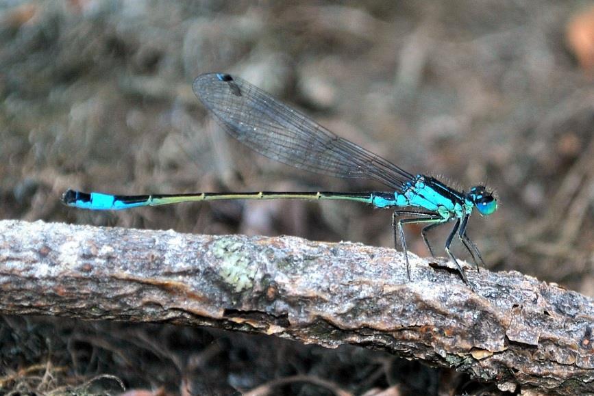 Hím zöld légivadász (Erythromma viridulum) (fotó: Móra Arnold).