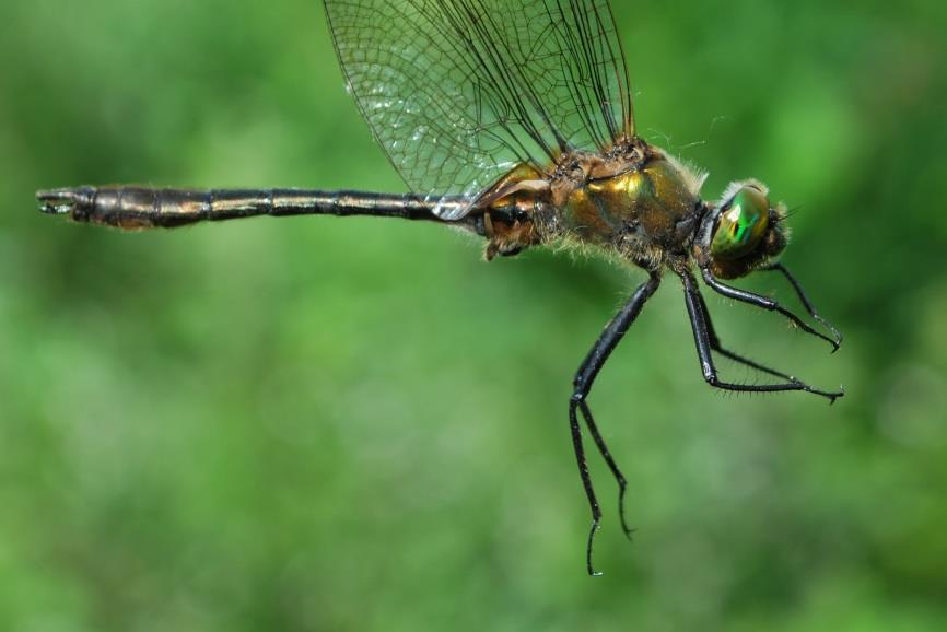 Corduliidae Cordulia aenea (Linnaeus, 1758) Érces szitakötő Közép- és Észak-Európában elterjedt faj, Dél-Európából hiányzik (BOUDOT és KALKMAN 2015).